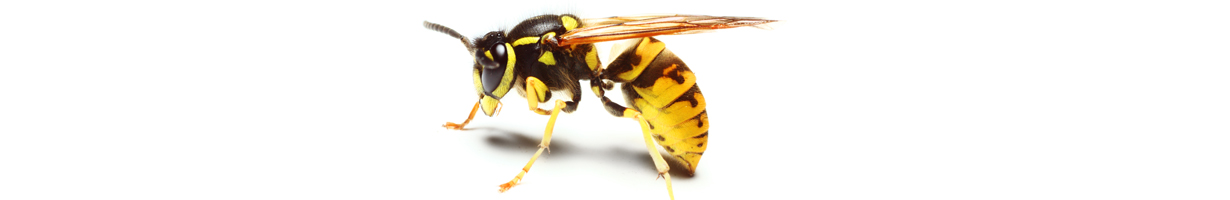 Insektenstiche
